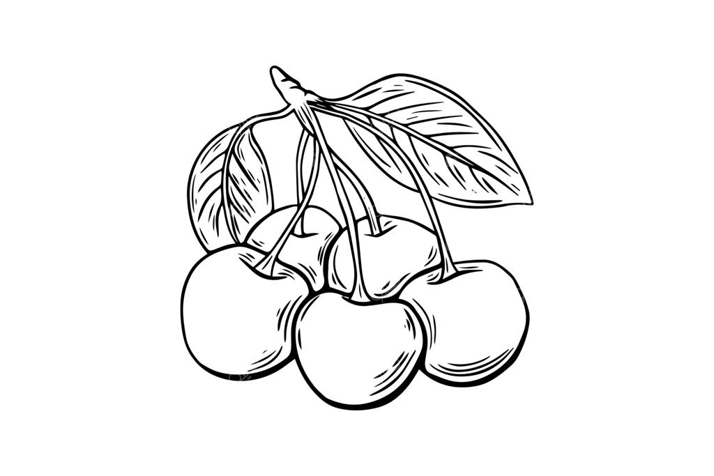 طرح شاخه گیلاس و توت، حکاکی شده. اثر هنری سیاه و سفید. میوه ها در پس زمینه سفید جدا شده‌اند.