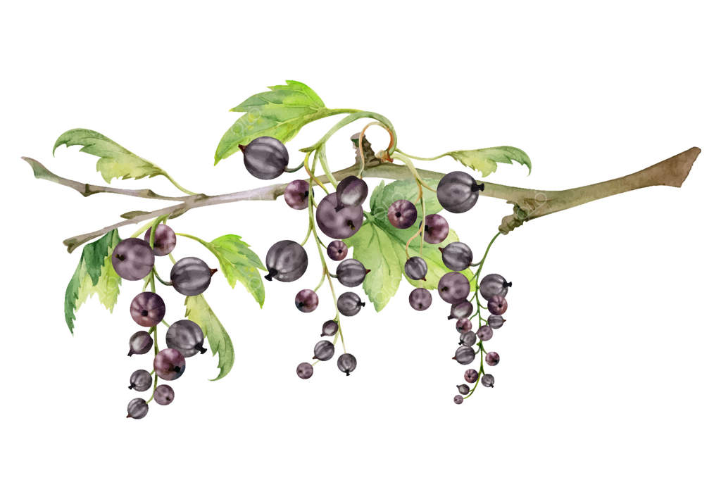 انگور فرنگی و کشمش در باغچه، آویزان از شاخه‌ها به همراه برگ‌های سبز، نقاشی شده با آبرنگ. تصویر جداگانه برای برچسب‌های محصولات دست‌ساز آرایشی ارگانیک، شمع‌های معطر و مرباهای ارگانیک.