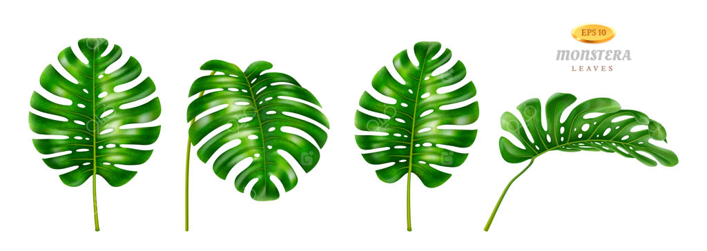 مجموعه برگ‌های گرمسیری با گل مونسترا و شاخ و برگ