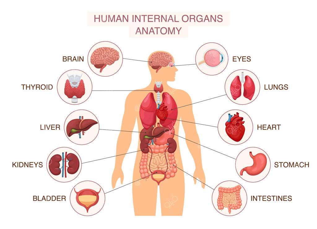 اندام‌های داخلی بدن انسان: پوستر اینفوگرافیک با تصاویر کبد و کلیه‌ها، مغز و چشم، ریه‌ها و قلب. نمودار سیستم آناتومی همراه با نام‌ها و توضیحات مجزا. تصویرسازی