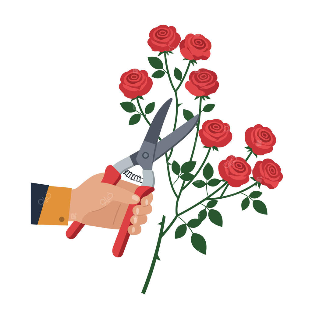 تصویر دستی با قیچی باغبانی در حال بریدن ساقه گل رز قرمز در باغچه