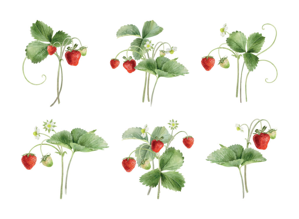 تصاویر دستی خیره‌کننده ای از توت‌فرنگی به صورت وکتور حرفه‌ای