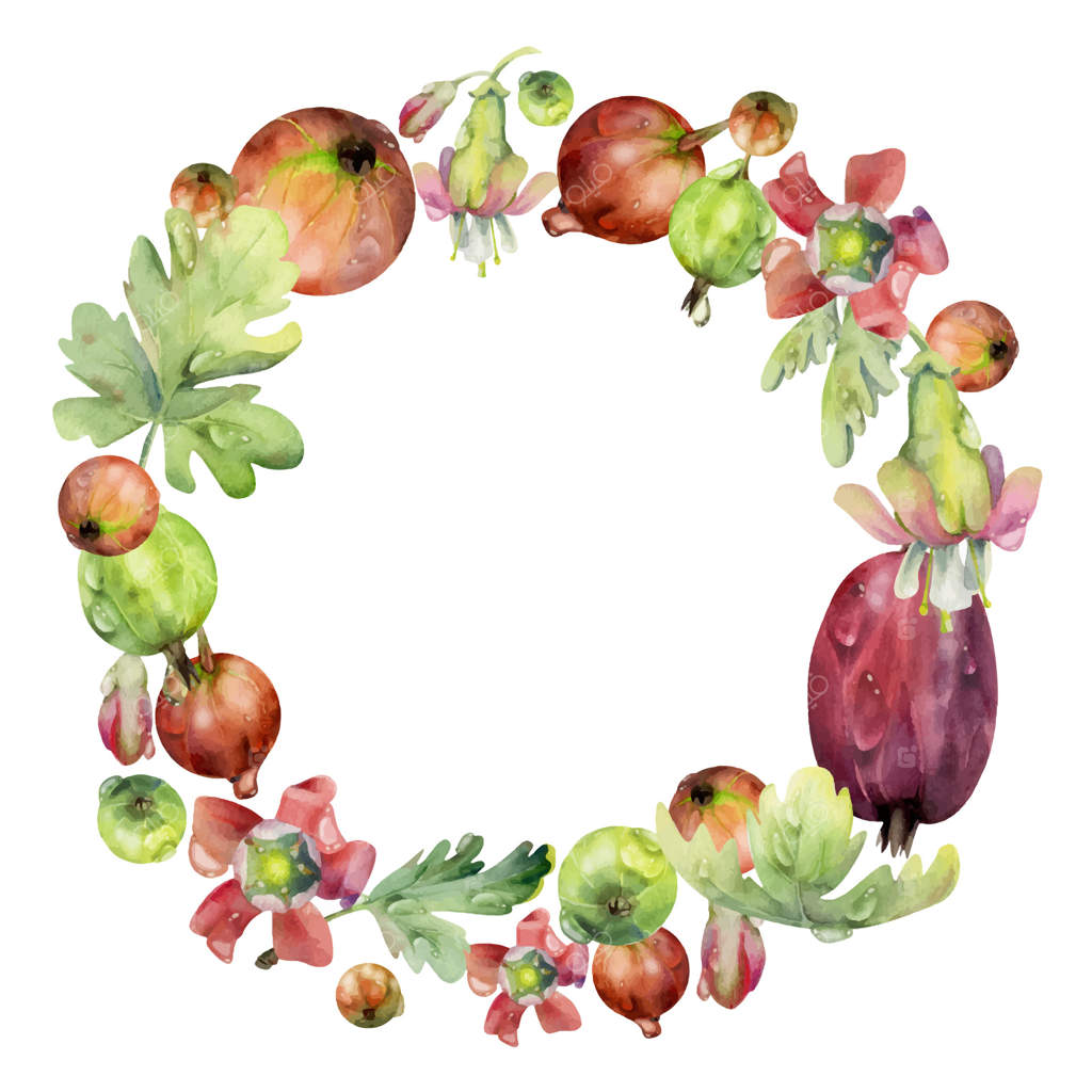 توت‌های انگور فرنگی و برگ‌ها و گل‌ها، قطرات آب و شبنم، حلقه‌ای دست‌کشیده با آبرنگ. میوه‌های رسیده‌ی باغ: جونس‌بری، کاسیل، و جاستا‌بری. قاب دایره‌ای جدا شده. خرید تازه و گل‌آرایی عروسی.