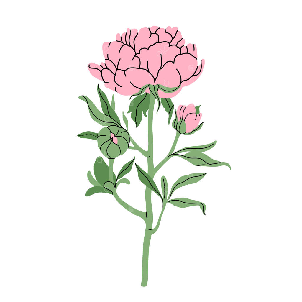 گل صد تومنی صورتی لطیف. زندگی بی‌تکلف یک شاخه گل صد تومنی صورتی با غنچه‌ها و برگ‌ها. طراحی زیبا و شیک گیاهی. مناسب برای باغ و گل‌فروشی. تصویرسازی تخت.