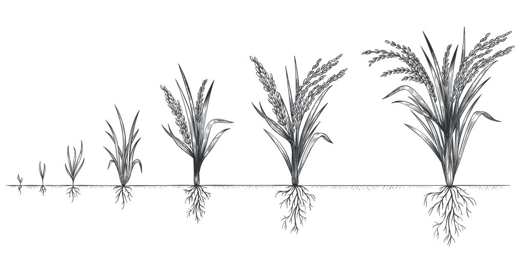 رشد برنج: مراحل چرخه رشد زراعت. طرحی از مراحل زندگی غلات کشاورزی. نقاشی دست‌کشیده از سنبله‌ها در خاک. مفهوم افزایش مراحل رشد دانه‌ها.