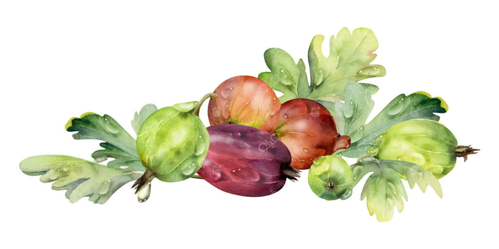 برگ‌های میوه‌های انگور فرنگی و توت سیاه در قطرات شبنم آب، هاکلبری باغ رسیده، کاسیل و یستابری. تصویرسازی گیاهی جداگانه، آبرنگ دست‌ساز. مناسب برای منوی رستوران، کافه و بازار کشاورزان.