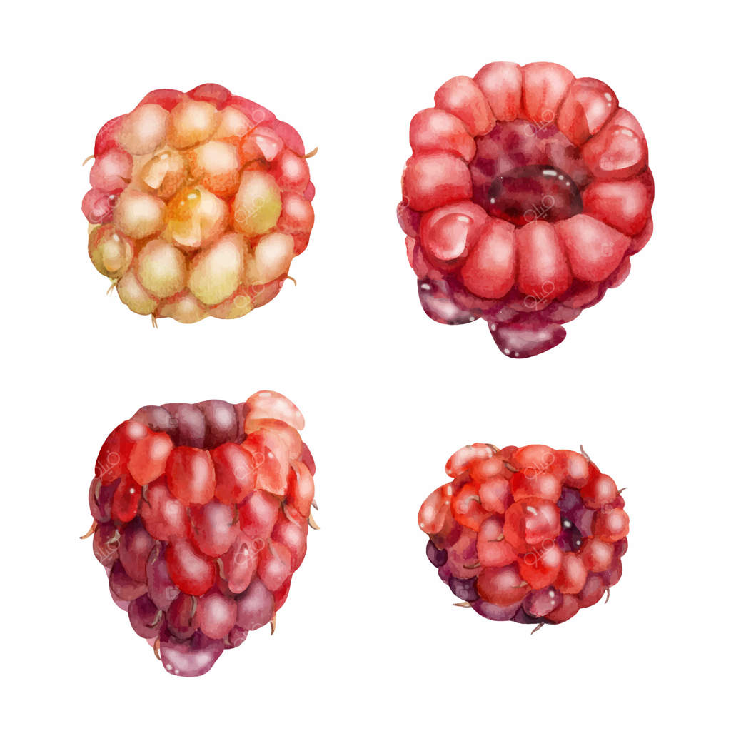 تمشک، زغال اخته و میوه‌های رسیده با قطرات شبنم، نقاشی آبرنگی از توت‌فرنگی، شاه‌توت و تمشک. تصویرسازی گیاهی. کتاب آشپزی خانگی، فروشگاه مواد غذایی، نمای نزدیک.