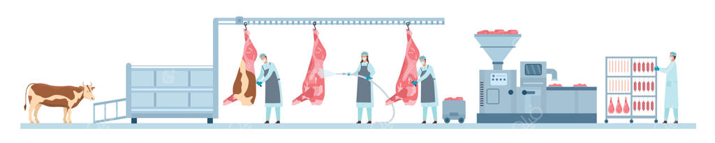 تولید اتوماتیک خط کارخانه گوشت گاو. تولید سوسیس‌های سنتی توسط کشاورز. فرایند کشتارگاه در صنعت گوشت گاو. مفهوم وکتور