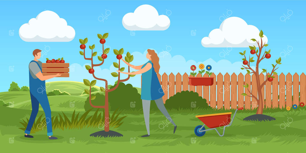 زنی در حال چیدن سیب از درخت و مردی که جعبه‌ چوبی پر از میوه‌ را حمل می‌کند. برداشت محصول در باغ. فعالیت‌های کشاورزی و کار فصلی با سبک زندگی سازگار با محیط زیست. تصویر‌سازی کارتونی و ساده.