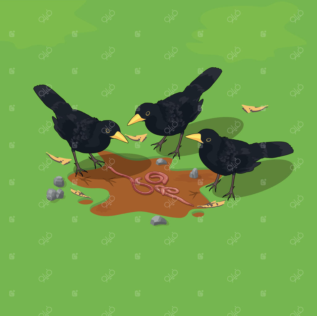 کلاغ‌های سیاه در باغ سبز چمن، کرم می‌خورند