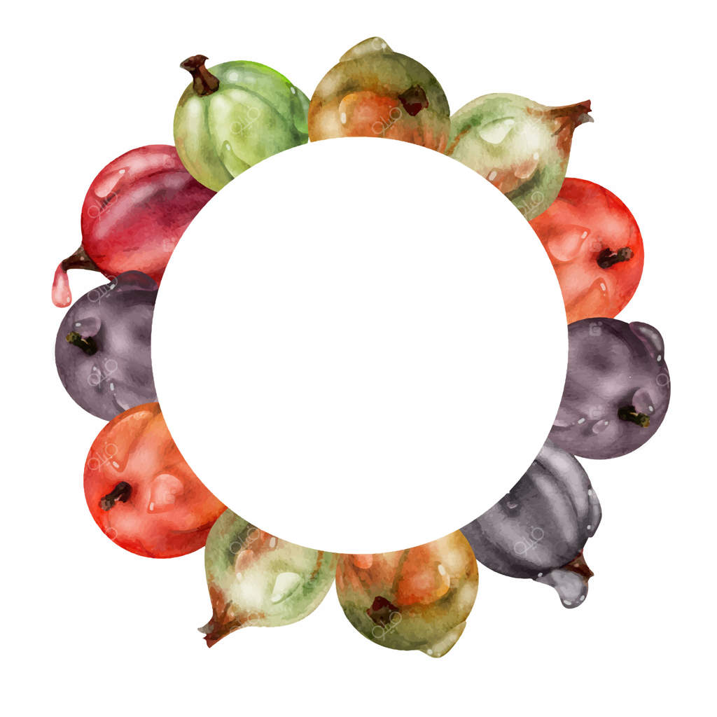 نزدیک‌نمایی انگور فرنگی در قطرات شبنم آب، توت‌های رسیده باغی مثل قره‌قات، گوجه‌سبز، کشمیر و انگور یوستا به صورت دست‌کشی آبرنگی. قاب حلقه‌ای جدا شده. مواد غذایی و نوشیدنی‌های ارگانیک، فروشگاه مواد غذایی تازه و دوست‌دار محیط زیست.