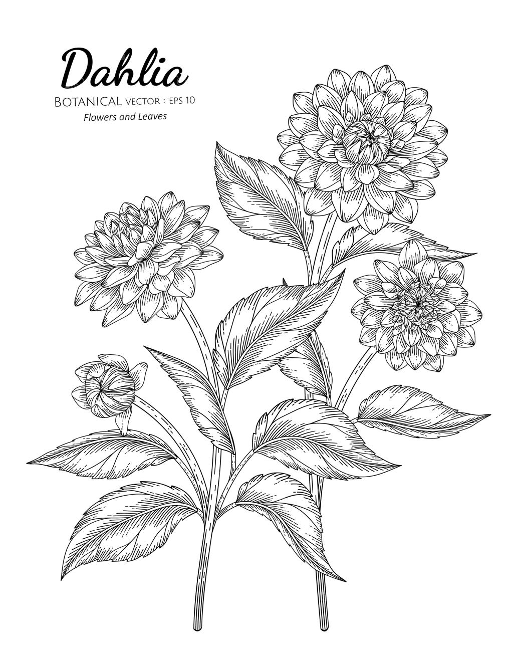 مجموعه‌ای از نقاشی دستی گل داهلیا و برگ با طرح خطی بوتانیکال