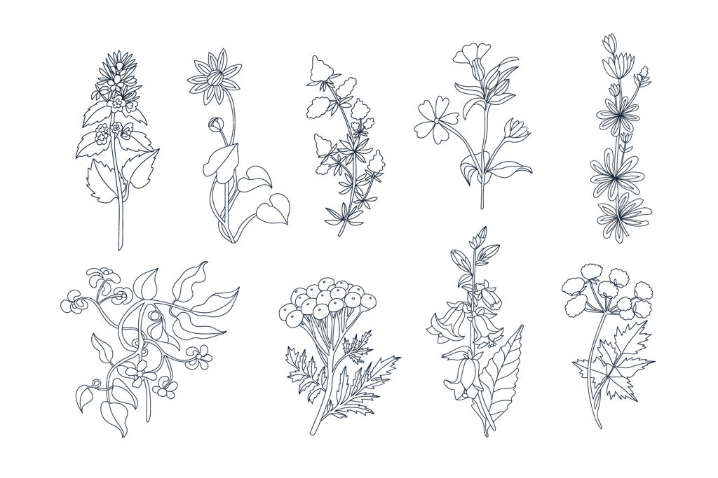 مجموعه‌ای از گل‌های مختلف به سبک طراحی دستی