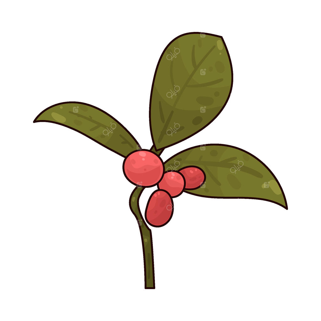 تصویری از گیاه قهوه