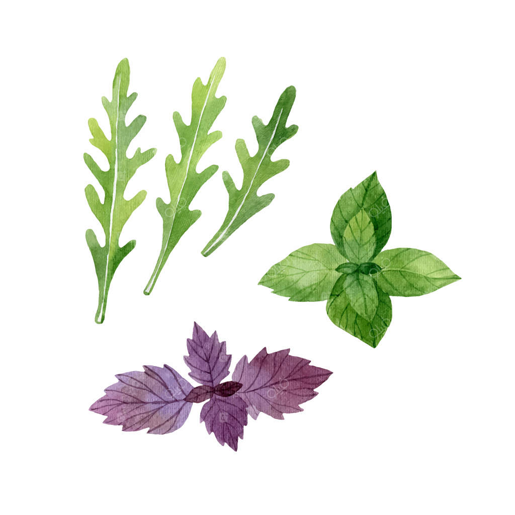 برگ‌های روکولا، ریحان بنفش و سبز بر روی زمینه سفید - تصویرسازی آبرنگ وکتور