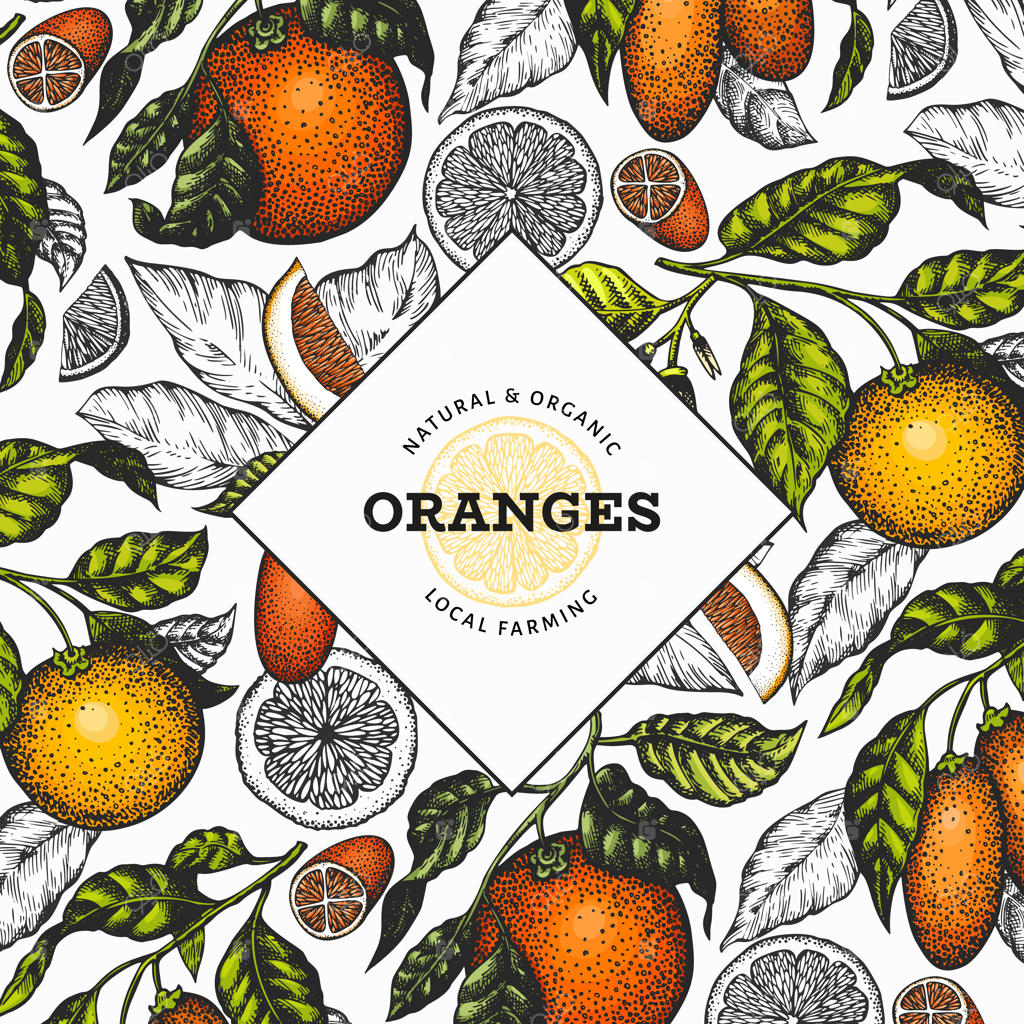 پترن میوه‌های مرکبات: تصویر رنگی میوه به صورت دستی ترسیم شده به سبک وکتور