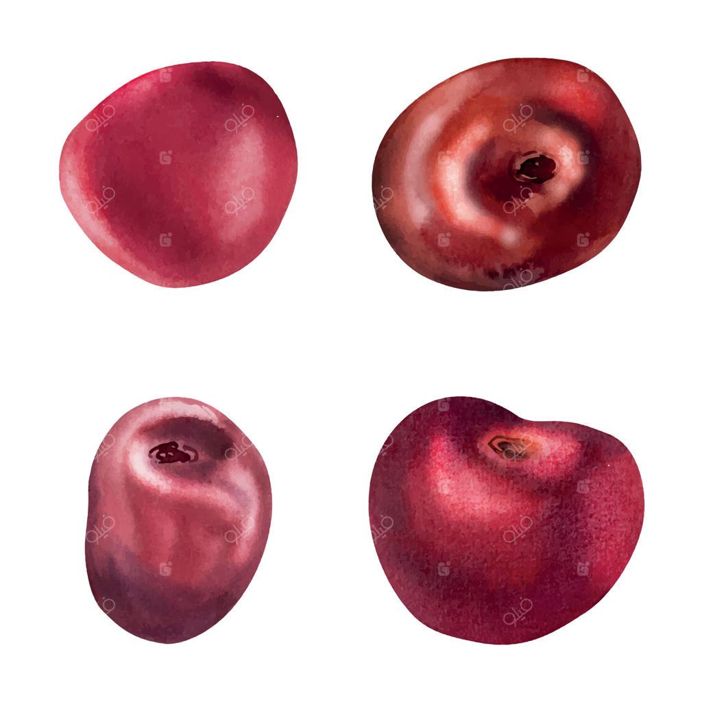 آلبالو شیرین، شکوفه‌های گیلاس، میوه‌های هسته‌دار، نقاشی دست‌ساز با آبرنگ از توت‌فرنگی قرمز و درخت میوه. مجموعه‌ای از عناصر گیاهی ایزوله شده. مناسب برای منوی رستوران، کافه دسر، عروسی و بازار کشاورزان.