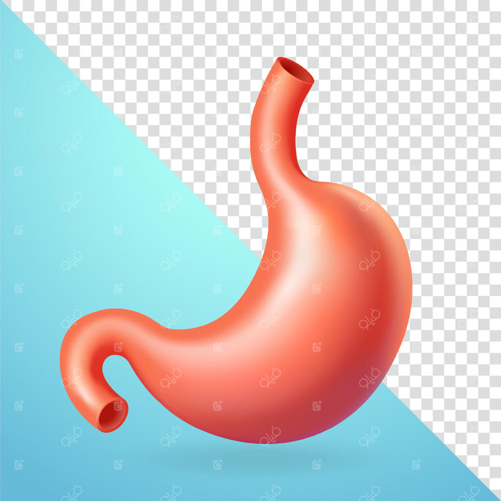 عنصر سه‌بعدی معده انسان