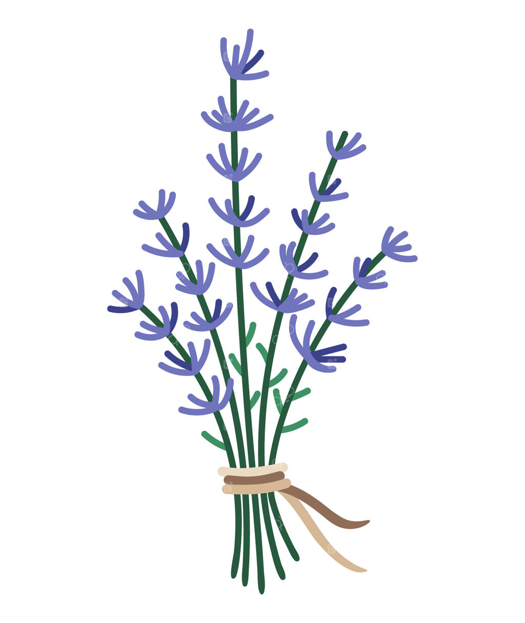 آیکون اسطوخودوس: تصویر زیبای گل باغچه در پس‌زمینه سفید