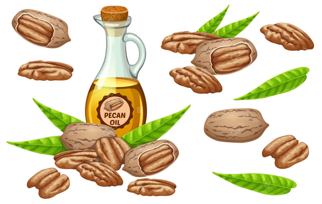 تنظیم روغن و برگ دانه پکان.