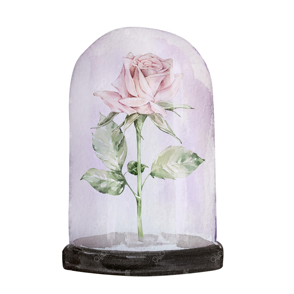 تصویرسازی آبرنگی برای روز ولنتاین: رز ظریف زیر شیشه جار