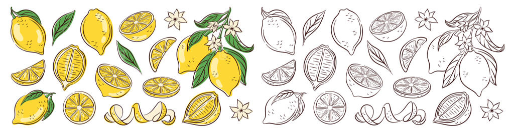 مجموعه لیمو برای کتاب رنگ‌آمیزی به سبک خطی. مجموعه‌ای از آیکون‌های مرکبات، شامل لیموی کامل و برش‌خورده روی پس‌زمینه سفید. مناسب برای وب، چاپ، طراحی محصول، لوگو، بسته‌بندی و منوی کافه.