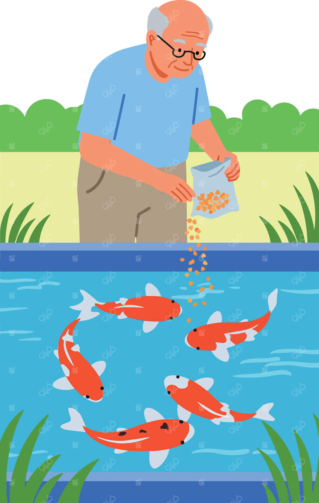 تصویر مرد سالمند در حال غذا دادن به ماهی‌های کوی در حوضچه‌ای با گیاهان سبز و آب آبی