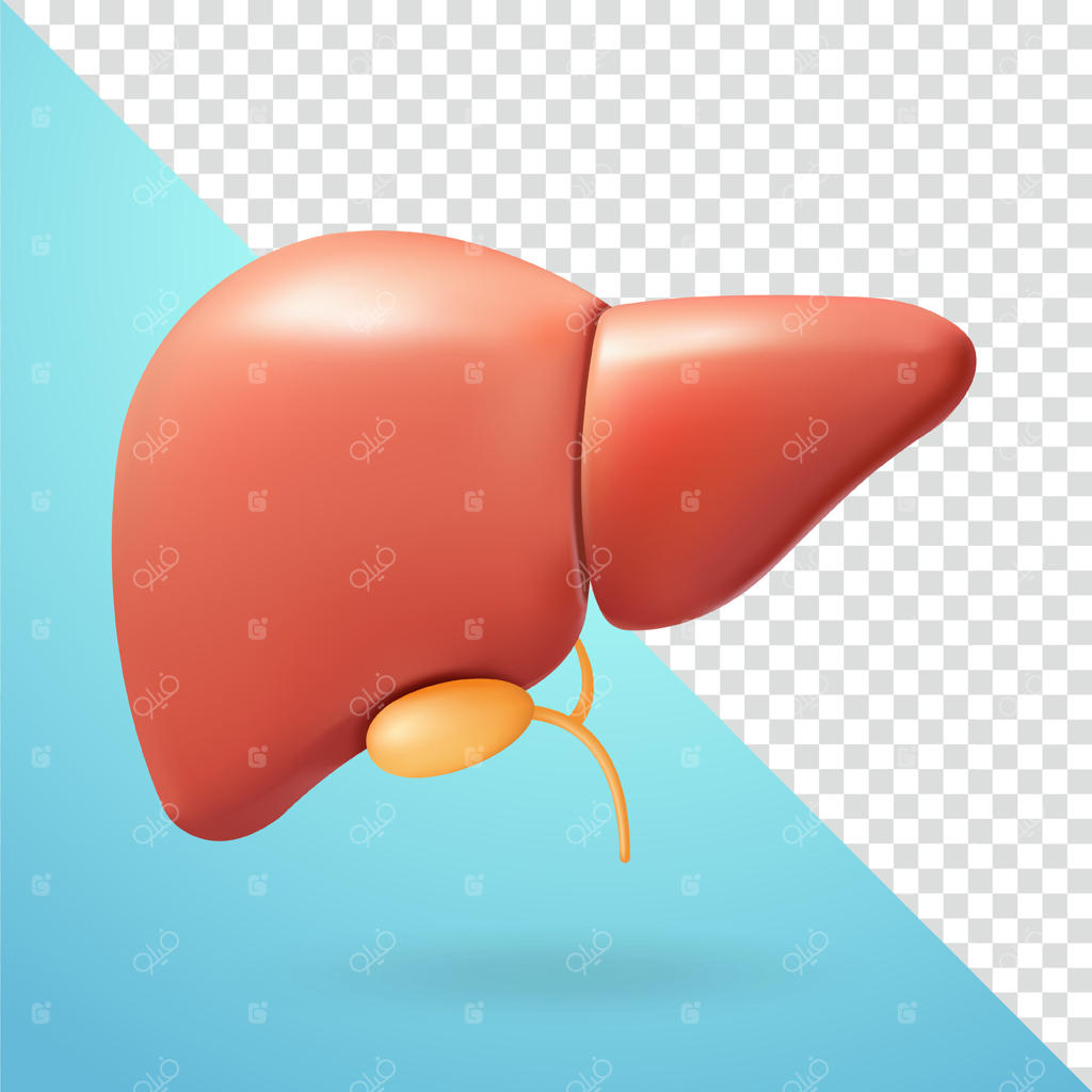 کبد و عناصر سه‌بعدی