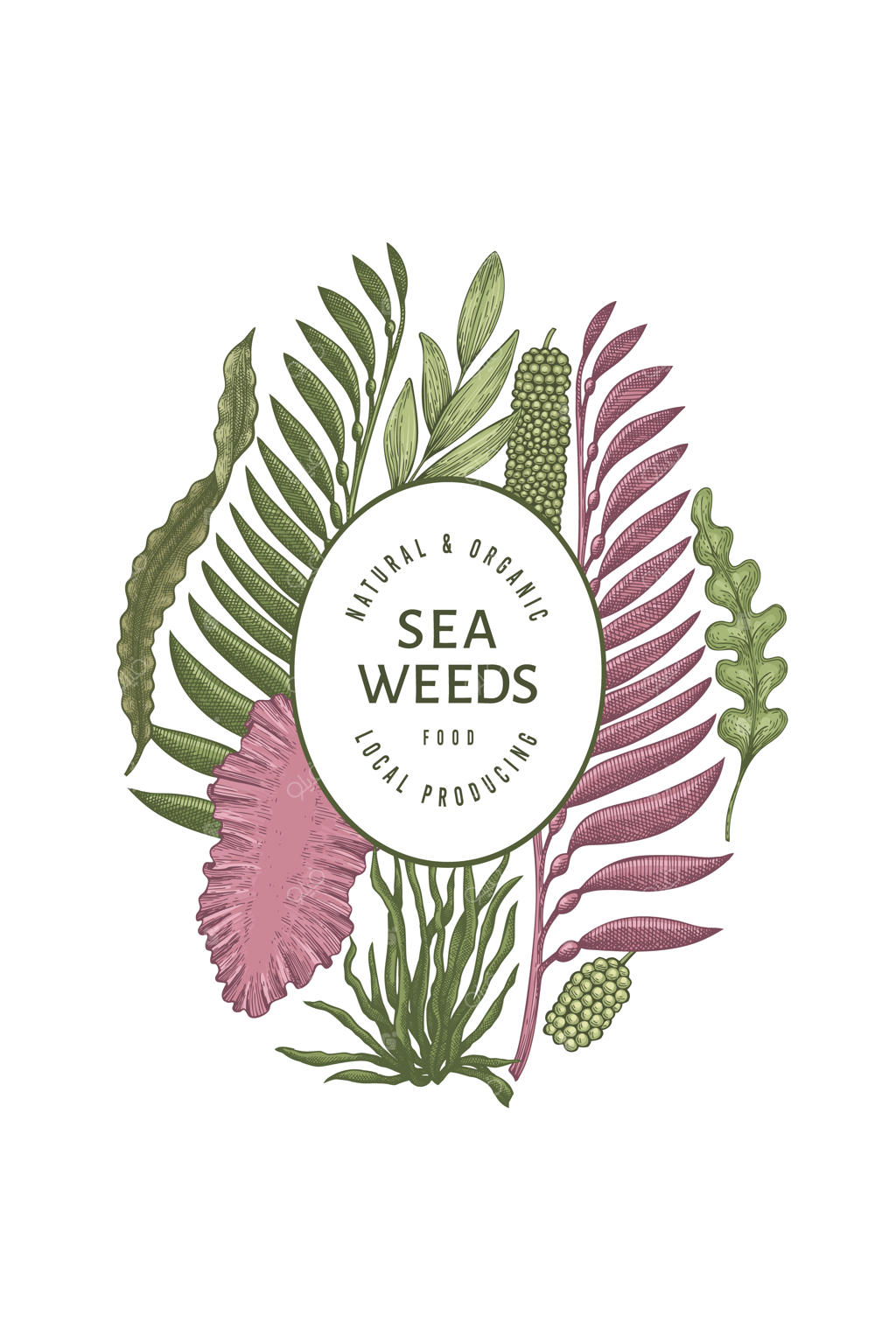 قالب جلبک دریایی: تصویرسازی جلبک‌های دریایی دستی - سبک حکاکی خوراک‌های دریایی - پس‌زمینه‌ای از گیاهان دریایی به سبک قدیمی