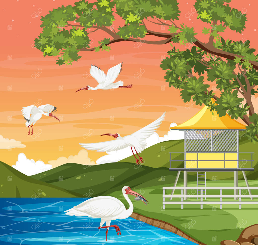 گروه پرندگان ایبیس سفید در جنگل