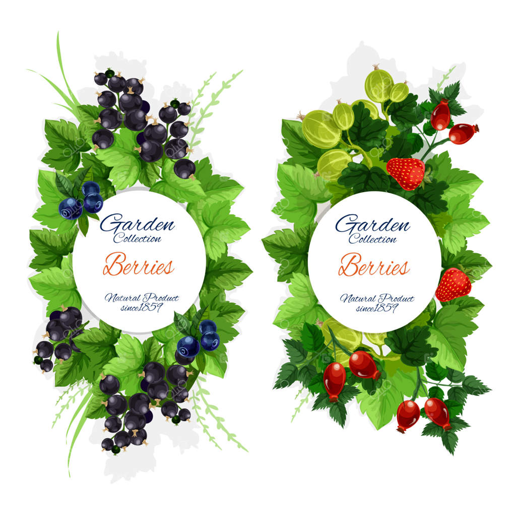 برداشت میوه‌های باغی طبیعی، وکتور