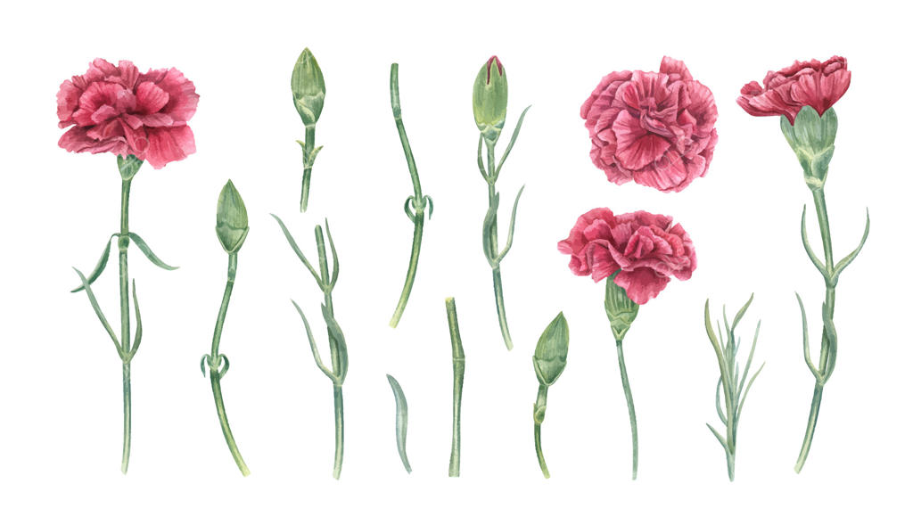 تصویر حیرت‌انگیز گل میخک صورتی در حال شکوفه‌زنی در قالب وکتور حرفه‌ای