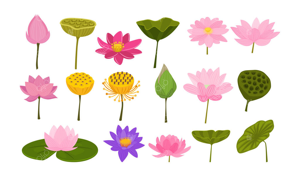 مجموعه زنده و پرانرژی لوتوس و برگ‌ها - فایل وکتور حرفه‌ای