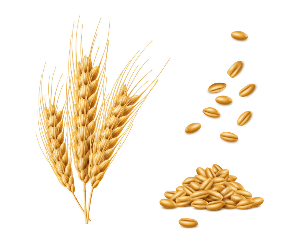 خوشه‌های واقعی گندم، جو و یولاف