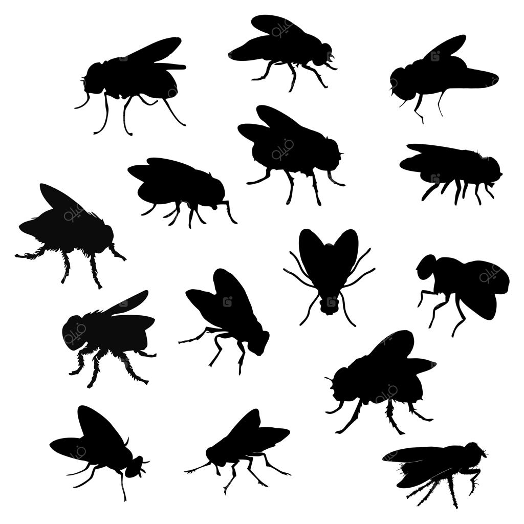 مجموعه‌ای از حشرات مختلف شامل مگس