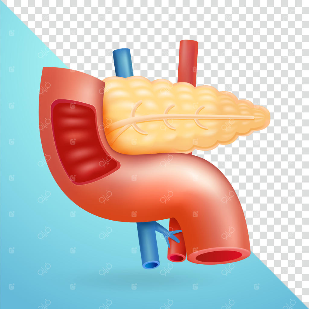 پانکراس انسان، عناصر سه‌بعدی