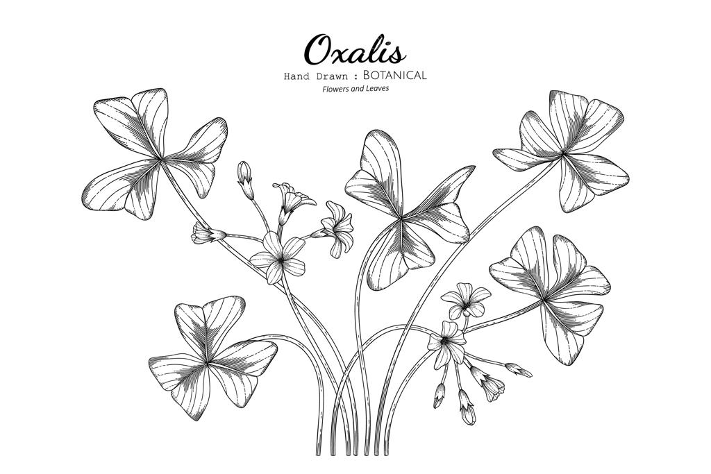 نقاشی دستی گل و برگ گیاه اگزالیس با طراحی خطی.