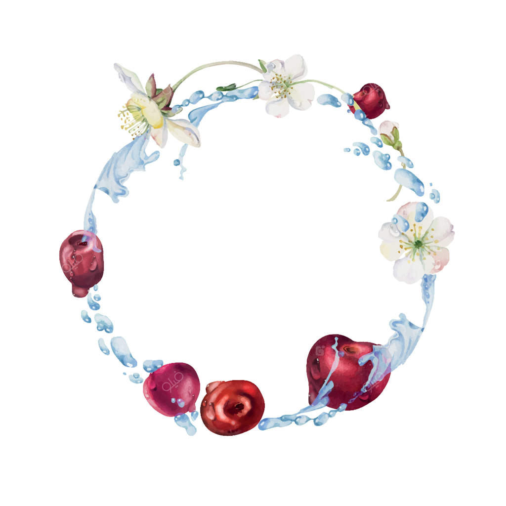 گیلاس شیرین پرواز در قطرات آب، طراحی دستی با آبرنگ، توت قرمز باغ، برگ های گل سفید. تصویر قاب دایره‌ای به شکل تاج گل. منوی رستوران و کافه، بازار کشاورزان، عروسی