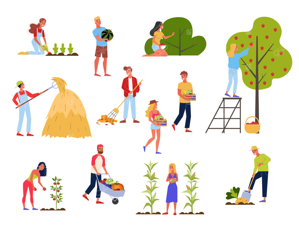 مزرعه‌داران در حال برداشت: محصول ارگانیک و طبیعی سبزیجات