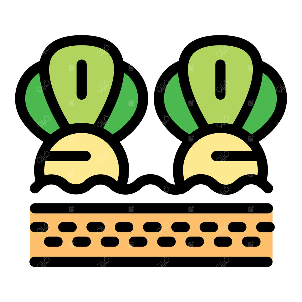 دو کاهوی چینی در باغچه سبزیجات در حال رشد است.