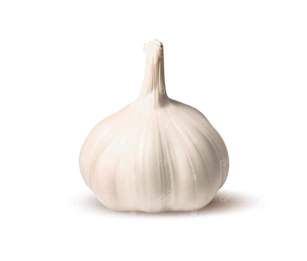 سیر تازه و واقعی: بوته سیر رسیده و خام