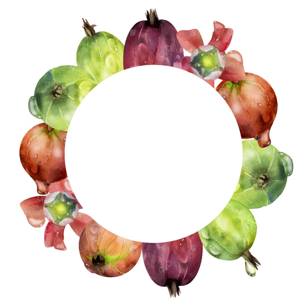 انگور فرنگی و گاسل، توت‌ها و گل‌ها با قطرات شبنم و آب. حلقه‌ای دست‌کشیده با آبرنگ. یاس کبود و جوزتابری از باغ‌های رسیده. قاب دایره‌ای جداگانه. بازار تازه، منوی دسر.