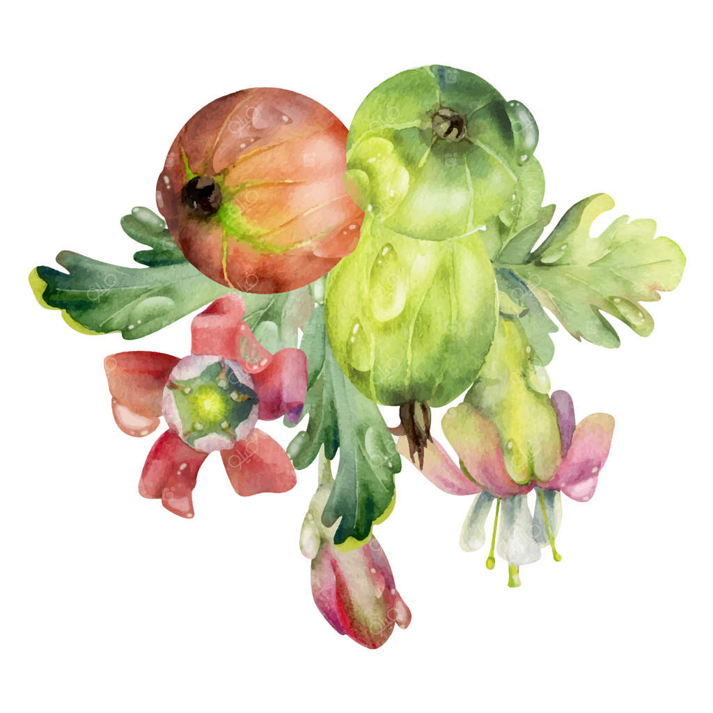 تمبر هندی برگها، غنچه‌های گل، شبنم قطره آب، انگور فرنگی رسیده، کشمش فرنگی سیاه، چلیک، مرکب جوتنبری. تصویر گلچین جداگانه، دست‌نقاشی با آبرنگ. برای منوی کافه و بازار کشاورزی.