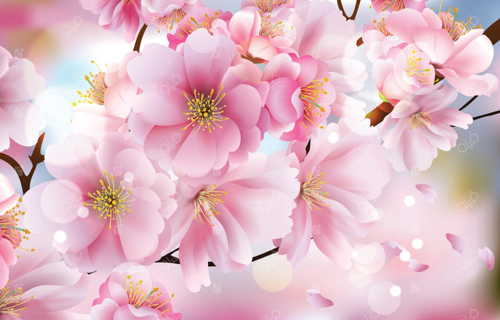 مفهوم زیبای شکوفه‌های گیلاس