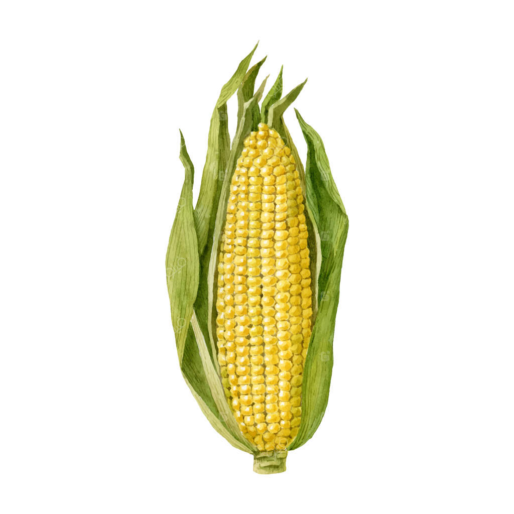 نقاشی آبرنگی ذرت با برگ‌ها در زمینه سفید - تصویر وکتور
