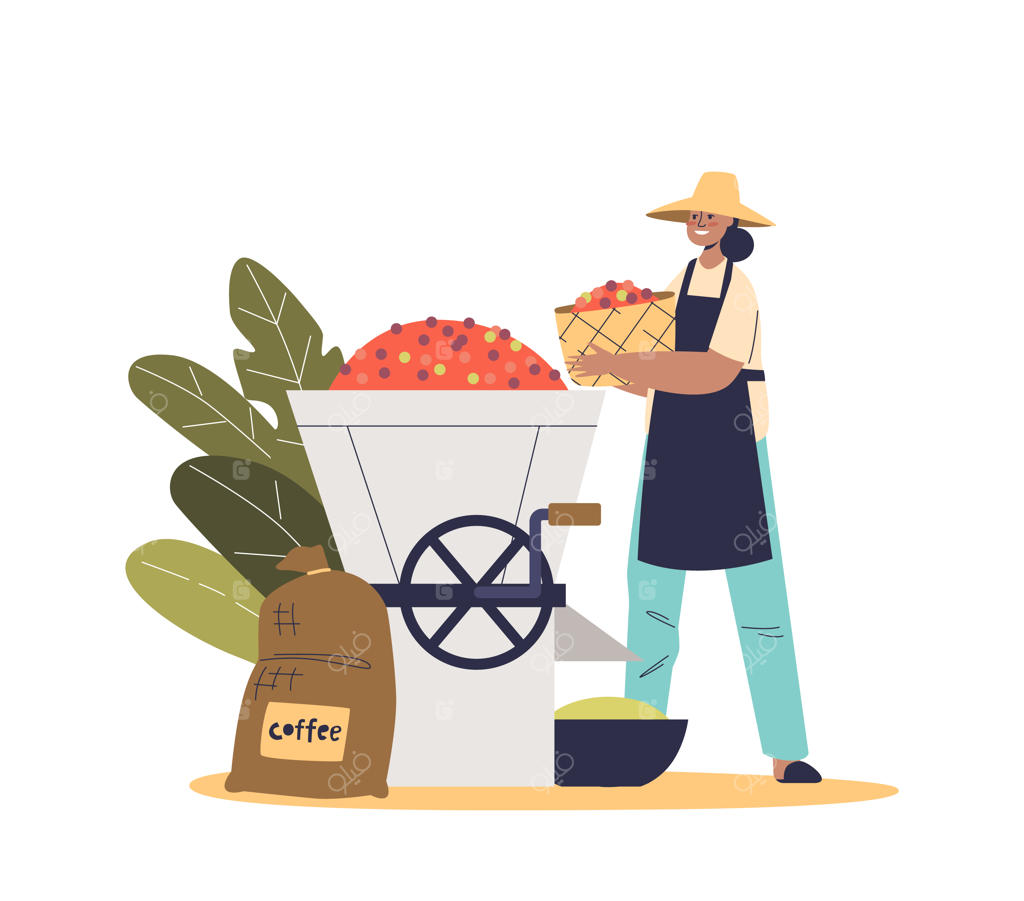 کارگر مزرعه در حال ریختن دانه‌های قهوه در آسیاب برای صنعت بو دادن صنعتی قهوه‌کاری