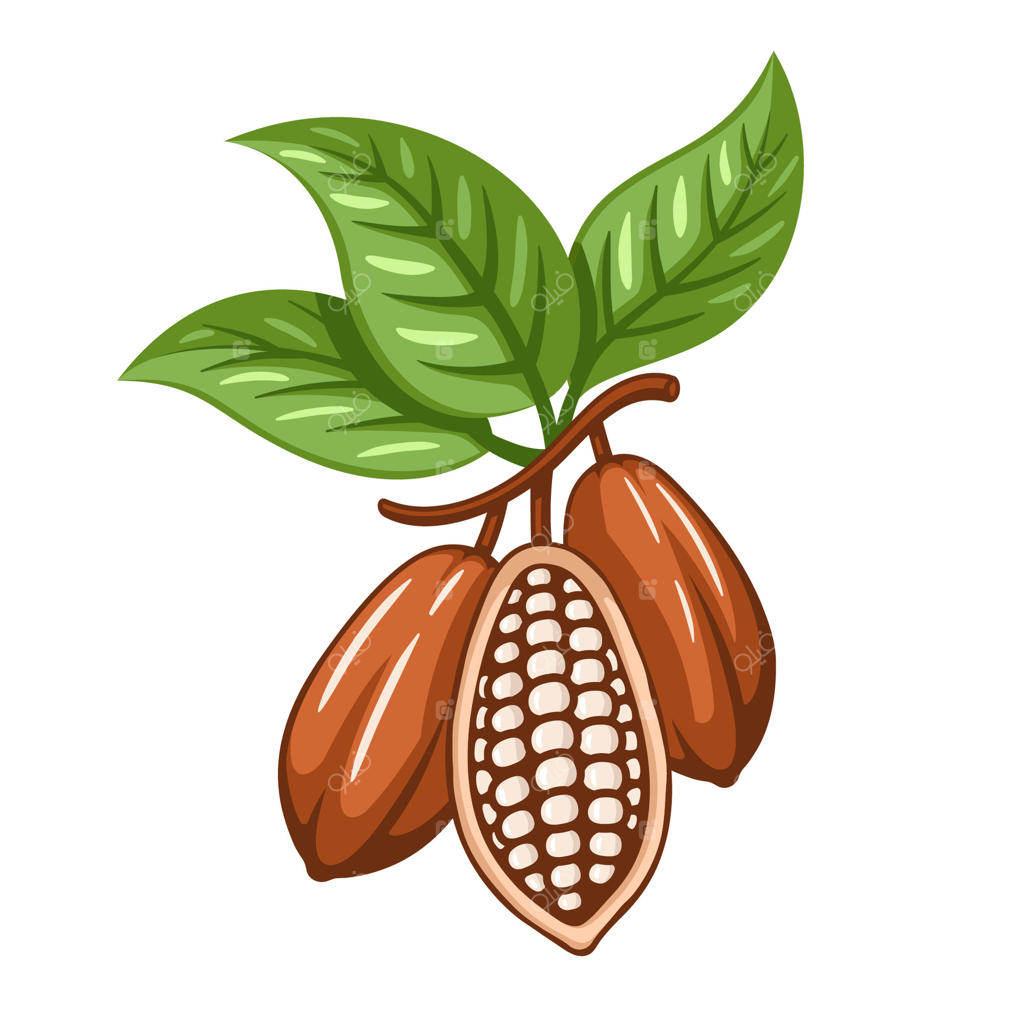 دانه‌های کاکائو روی پس‌زمینه سفید. پترن لوگو. تصویرسازی دانه‌های کاکائو. عناصر طراحی