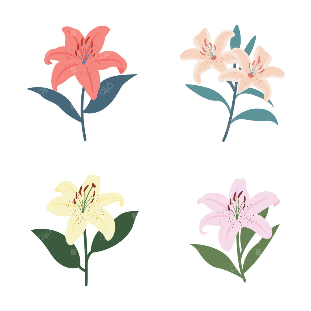 مجموعه‌ای از گل‌های زیبا و تازه سوسن طبیعی در باغ