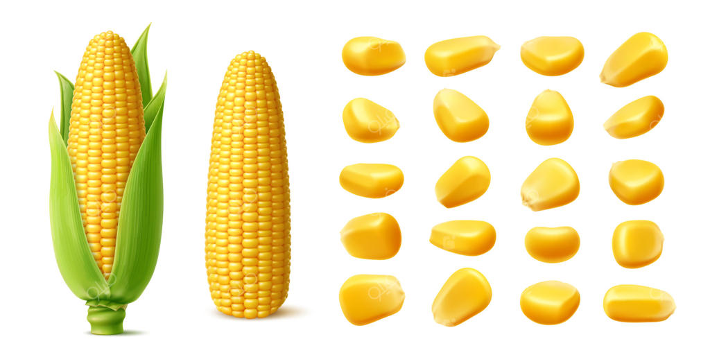 ذرت خام و رسیده با دانه‌های زرد و شیرین