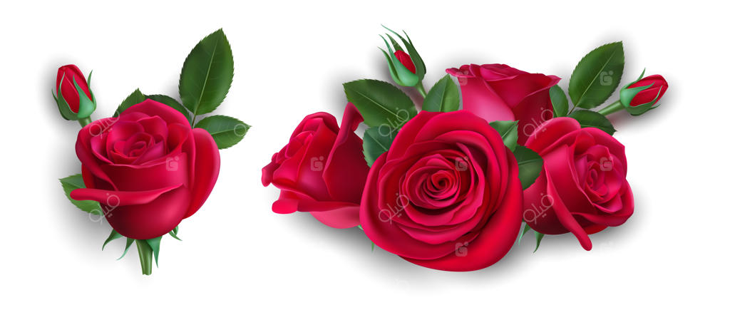 دسته‌ای واقع‌گرایانه از رزها: گل رز قرمز با برگ‌ها. بوتونیر عروسی، عنصر تزئینی گل. تصویر وکتور دسته گل رز، تزئین شکوفه گل‌ها.